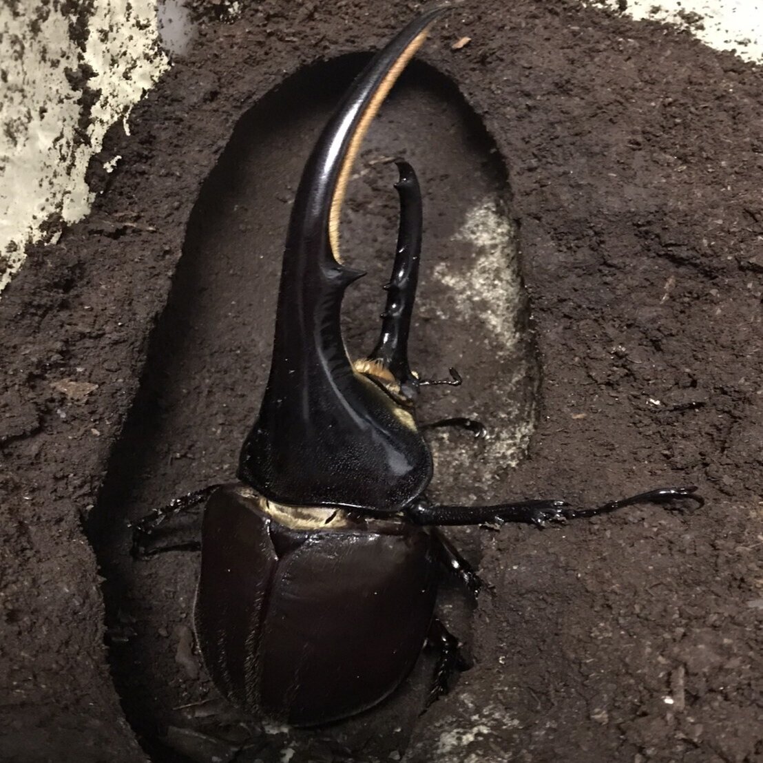 写実絵画の世界 ヘラクレスオオカブトを色鉛筆で描く 佐藤 優紀 サラブレッド画家 兼 コピーライター Note