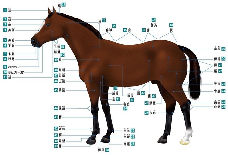 競走馬の構造外見