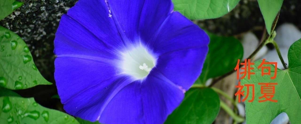 俳句 初夏 Mugi Note