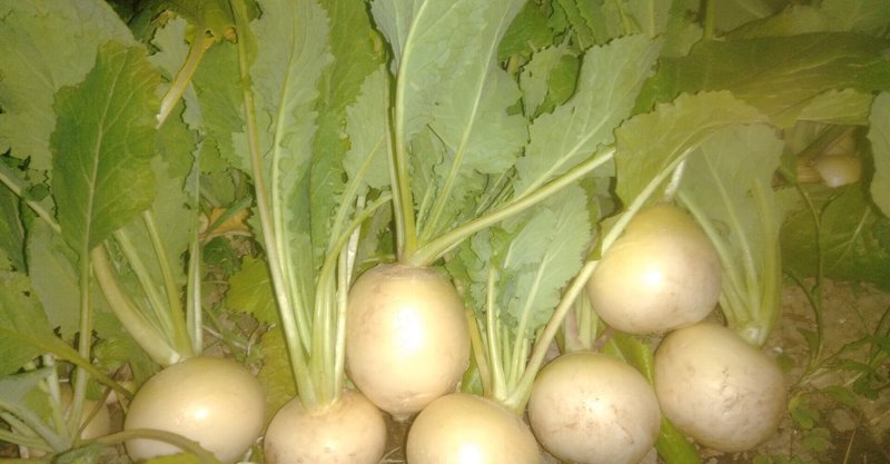 自然栽培季節の旬野菜 小蕪10月日以前種蒔き分2月下旬の様子 病気滅し健康的な高栄養価野菜を自然力で育てる 森林菜園 水玄和鹽 Note 自然栽培季節の旬野菜 小蕪10月日以前種蒔き分2月下旬の様子 病気滅し健康的な高栄養価野菜を自然力で育てる 森林菜園 水玄和鹽 Note