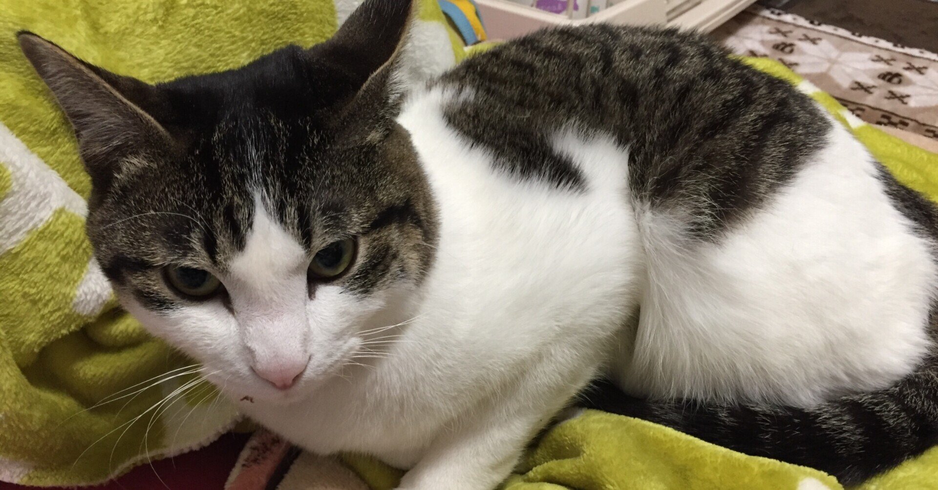 白鯖猫」の新着タグ記事一覧｜note u2015u2015つくる、つながる、とどける。