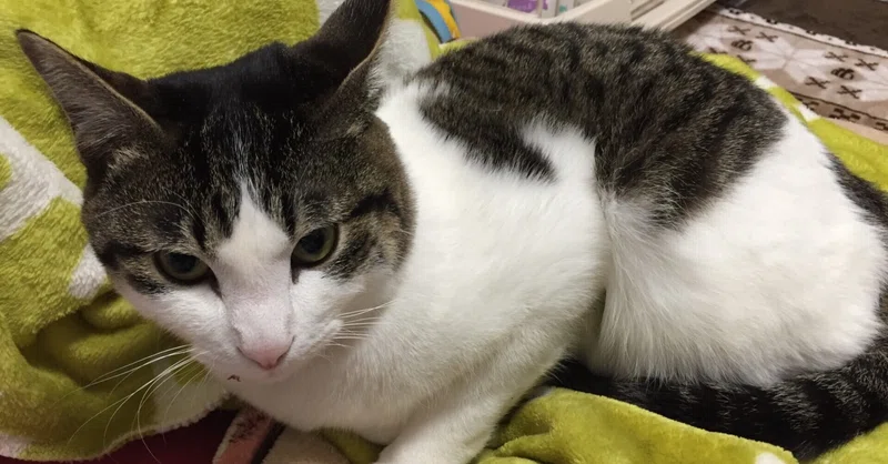 白鯖猫 の新着タグ記事一覧 Note つくる つながる とどける