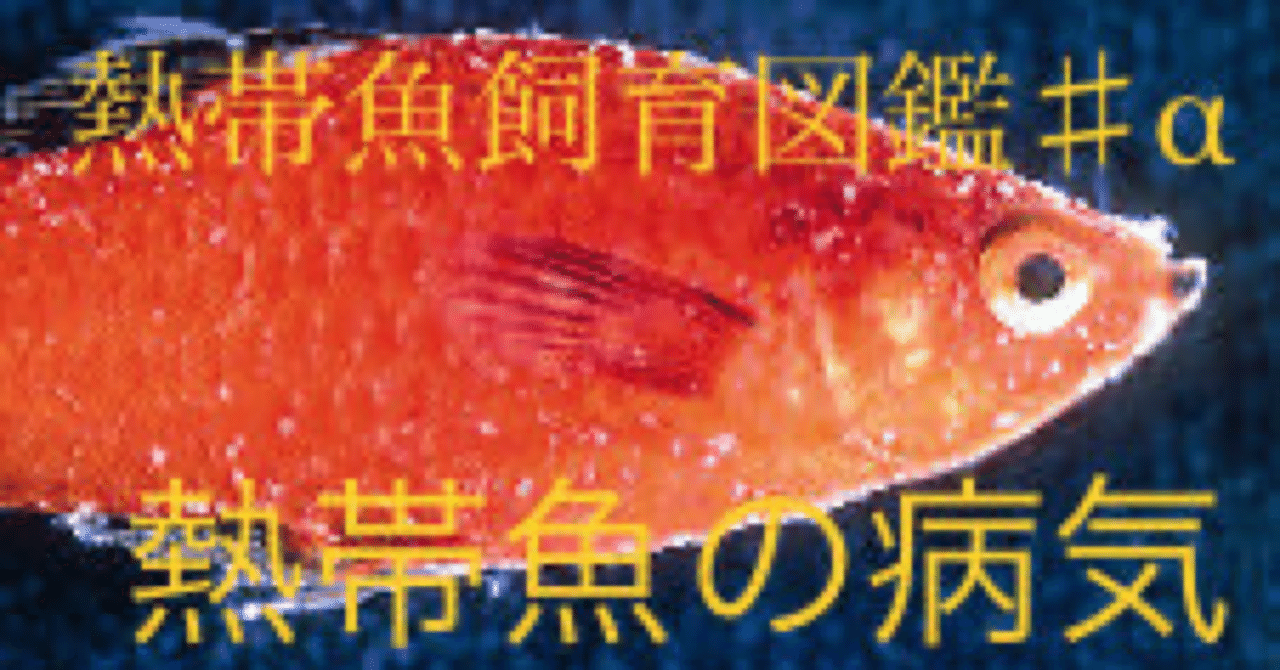熱帯魚飼育図鑑 A 熱帯魚の病気一覧 Nature Path Note