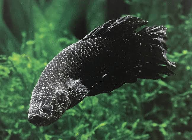 熱帯魚飼育図鑑 A 熱帯魚の病気一覧 Nature Path Note 熱帯魚飼育図鑑 A 熱帯魚の病気一覧 Nature Path Note