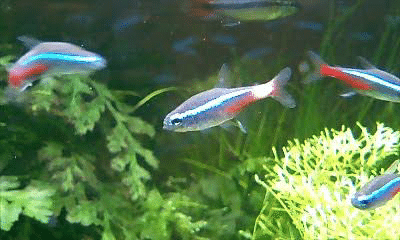 熱帯魚飼育図鑑 A 熱帯魚の病気一覧 Nature Path Note