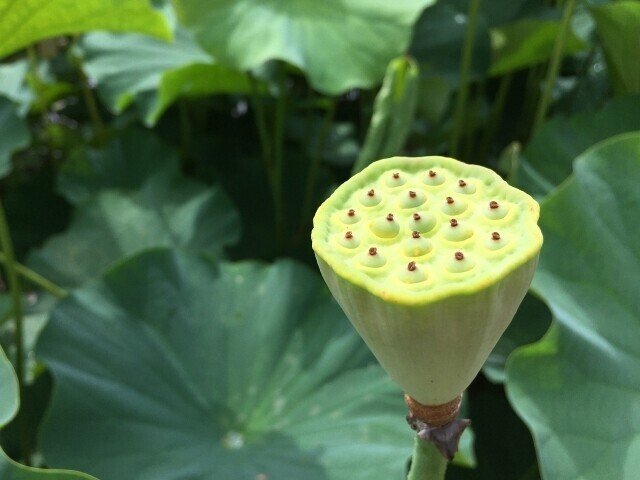 生米からつくる 蓮の実ゆりね粥 のレシピ 鈴木かゆ 生米からつくるおかゆのレシピ Note 生米からつくる 蓮の実ゆりね粥 のレシピ 鈴木かゆ 生米からつくるおかゆのレシピ Note