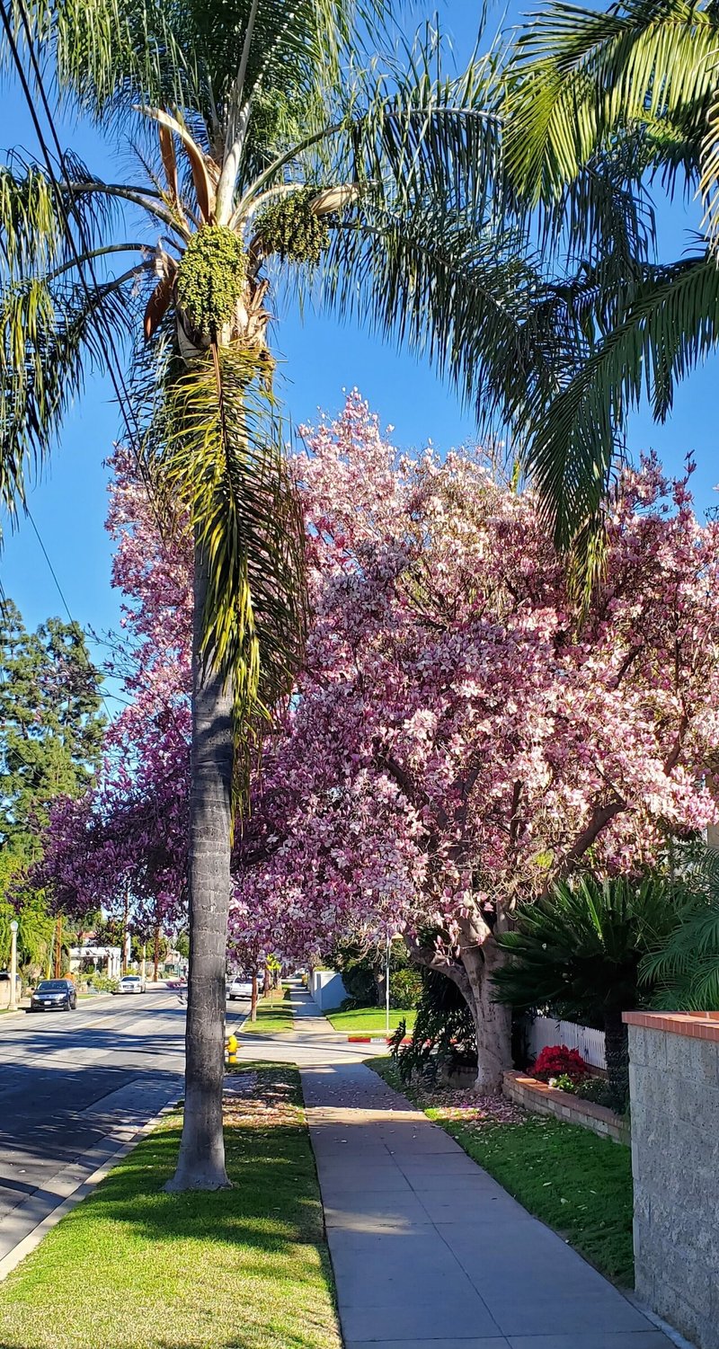満開です 山上明子 Note