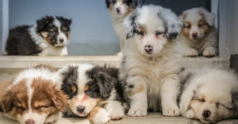 犬にカフェインは危険 カフェイン ココア チョコレート中毒の症状 治療法とは 獣医師が解説 Vet1013 Note 犬にカフェインは危険 カフェイン ココア チョコレート中毒の症状 治療法とは 獣医師が解説 Vet1013 Note
