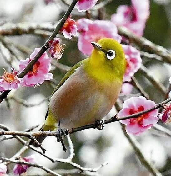 第1488回 メジロの仲間｜翆野 大地