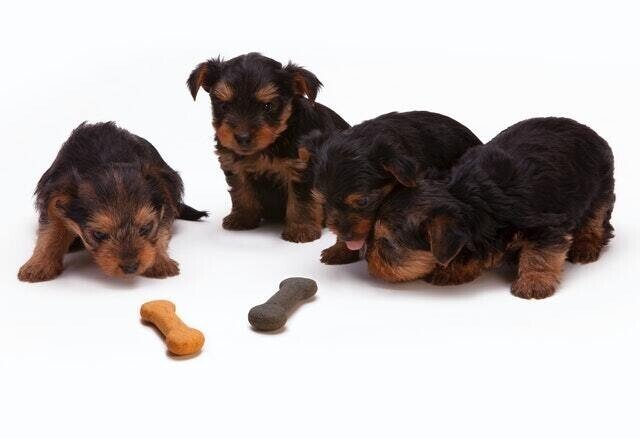 犬にカフェインは危険 カフェイン ココア チョコレート中毒の症状 治療法とは 獣医師が解説 Vet1013 Note 犬にカフェインは危険 カフェイン ココア チョコレート中毒の症状 治療法とは 獣医師が解説 Vet1013 Note