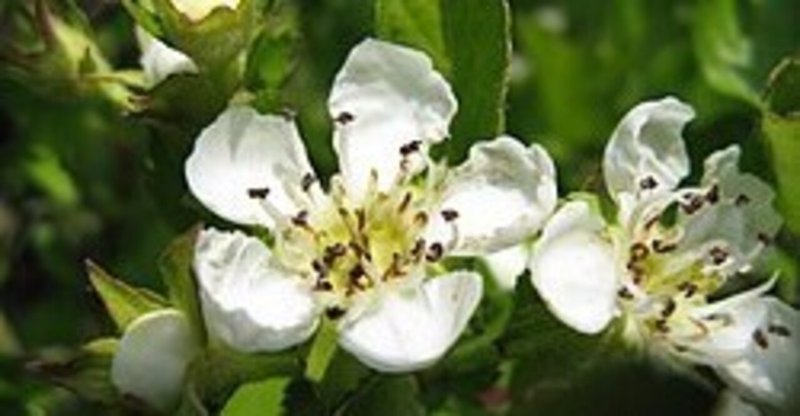 セイヨウサンザシ の新着タグ記事一覧 Note つくる つながる とどける