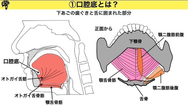 『舌骨上筋群』の機能解剖からの治療アプローチ｜小西弘晃/理学療法士/摂食嚥下