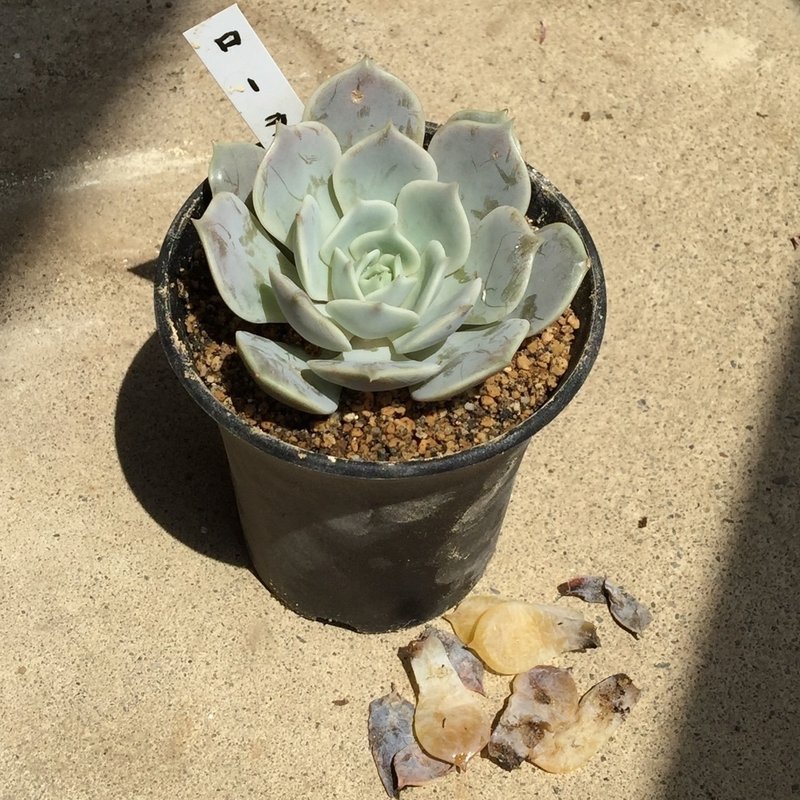 多肉ちゃん 46 Kiy3 Note