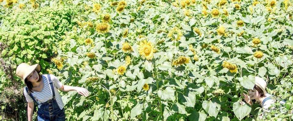 向日葵の見つめる先に もりやみほ Note