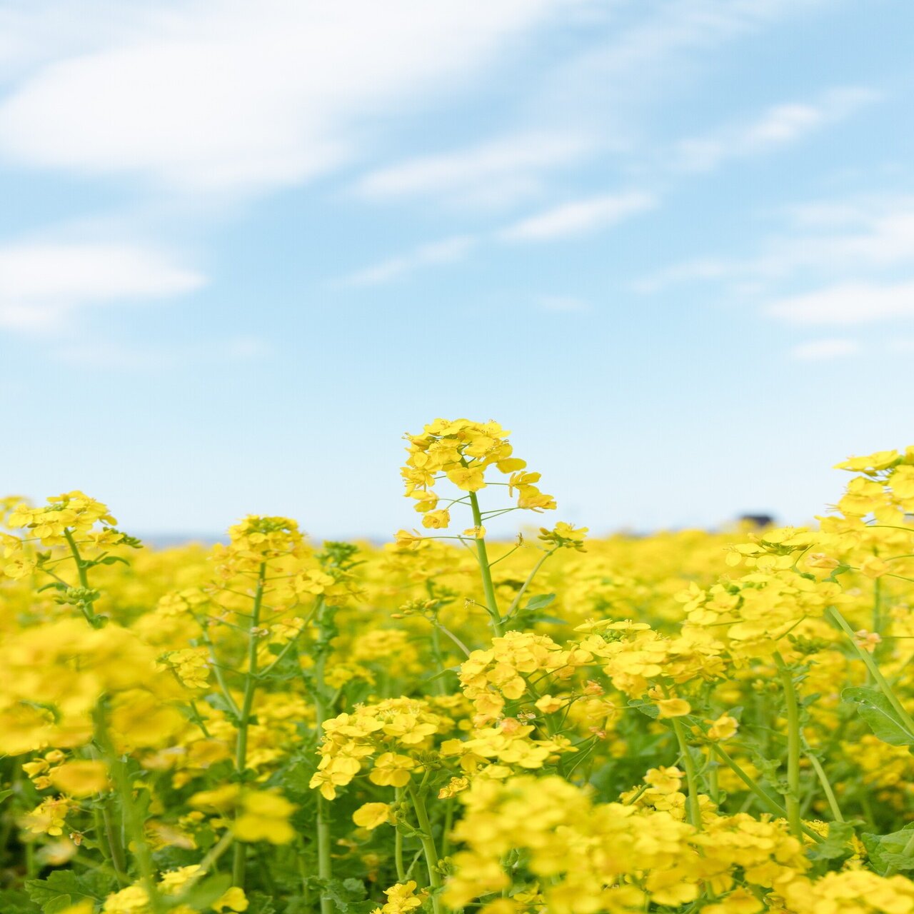 菜の花畑の撮影に苦戦しています 東温市公式note 愛媛県