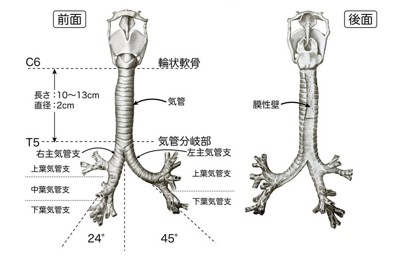 呼吸器系-32-気管と気管支-SQ-図