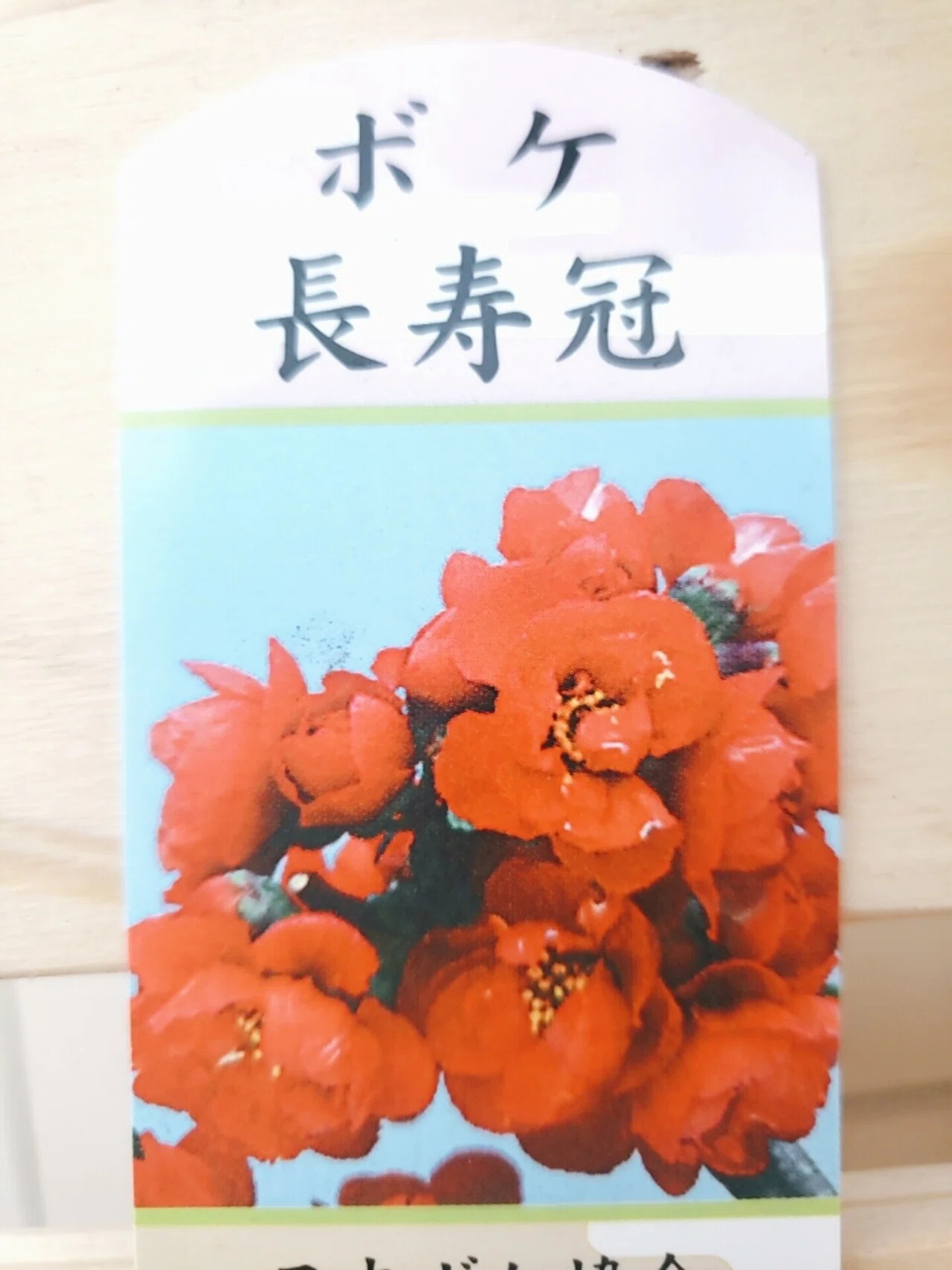 日本ボケ協会｜バニラサイズ