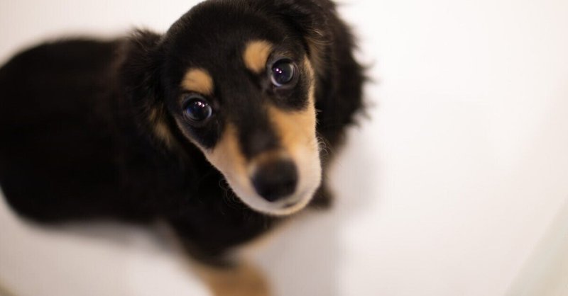 今こそ挑もう わんこの青空文庫 犬にまつわる短編4選 都村つむぐ Note