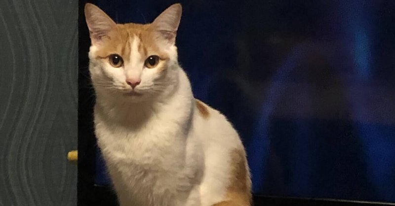 適切な言葉が見つからない の新着タグ記事一覧 Note つくる つながる とどける