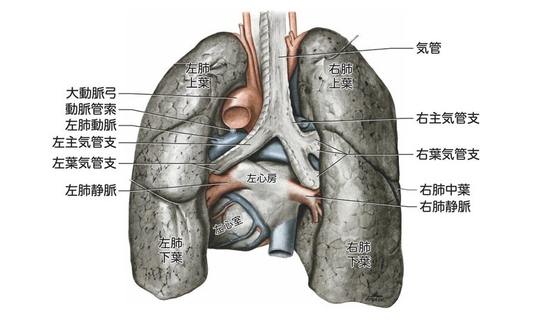 【徹底的国試対策】3-3 呼吸器系 - 気管・気管支.013