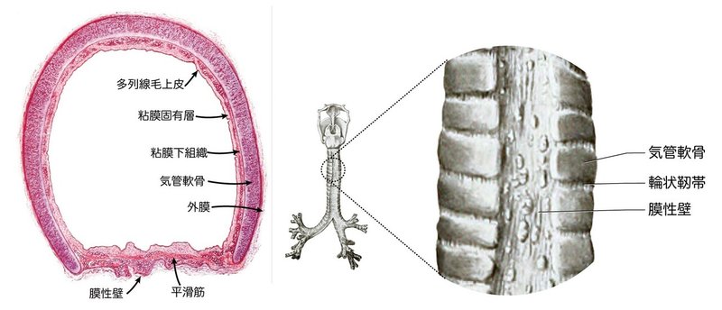 気管軟骨と膜性壁-SQ-図