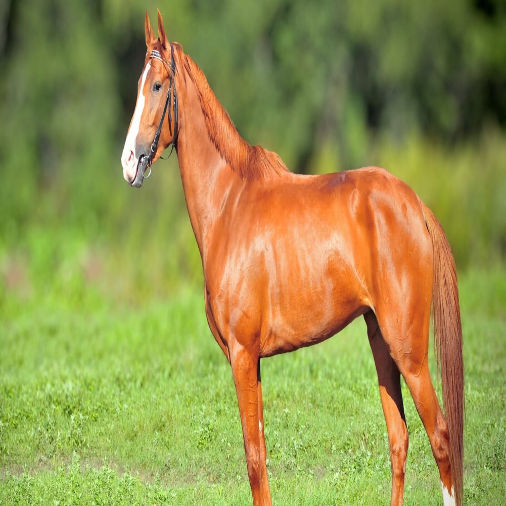 走らない馬 を見極める たった一つの方法 一口馬主マスターb Note