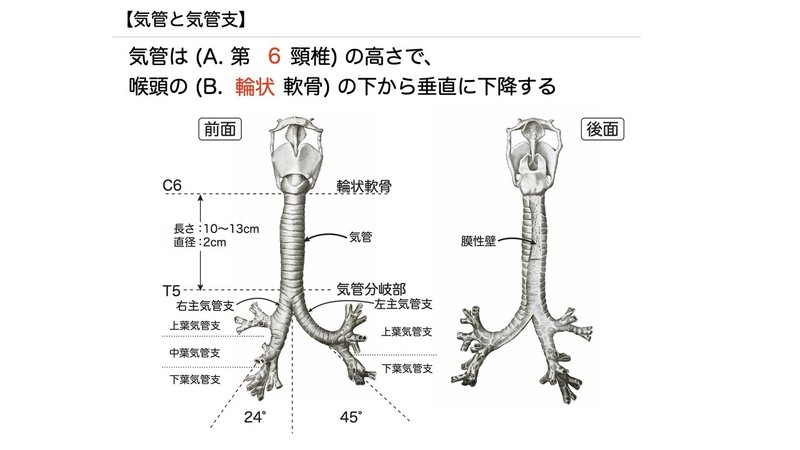 【徹底的国試対策】3-3 呼吸器系 - 気管・気管支.029