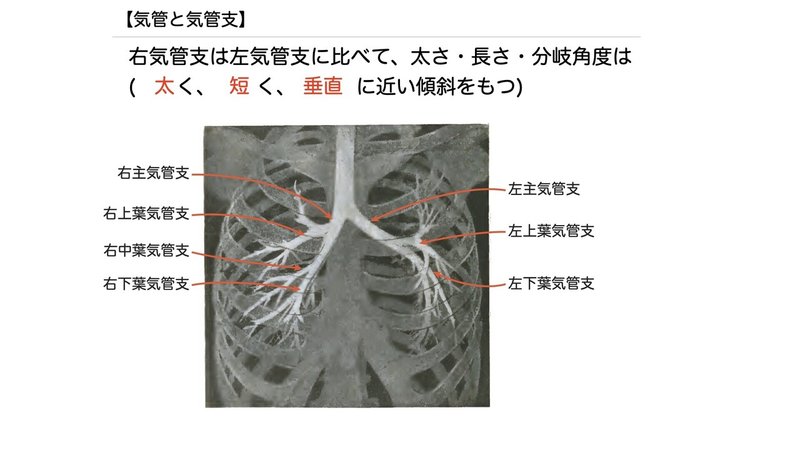 【徹底的国試対策】3-3 呼吸器系 - 気管・気管支.039