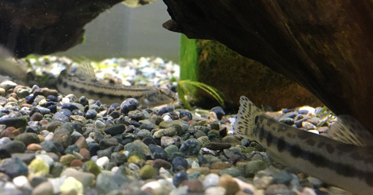 no 78 罠設置リベンジ アクアポニックス 水槽初心者 note