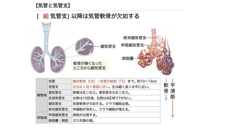 【徹底的国試対策】3-3 呼吸器系 - 気管・気管支.047