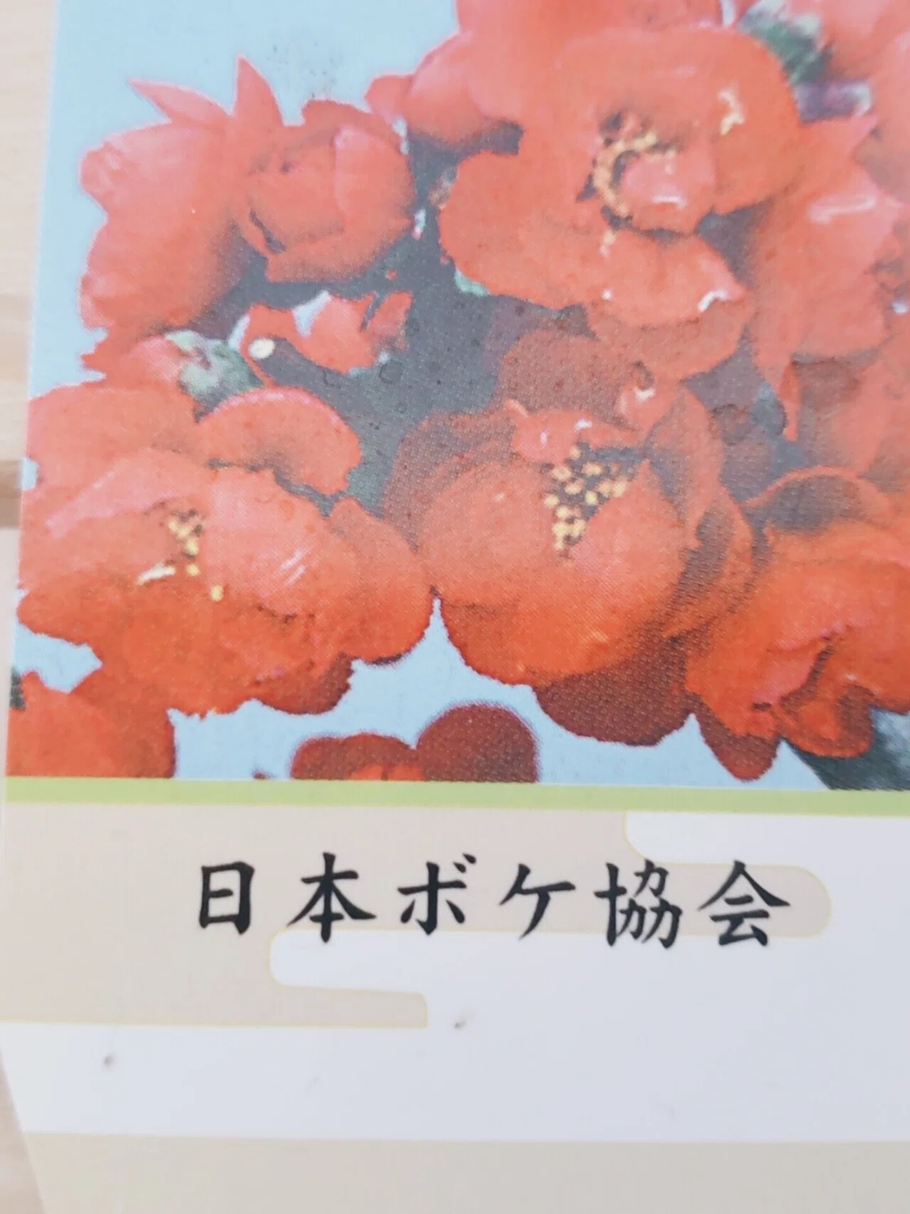 日本ボケ協会｜バニラサイズ