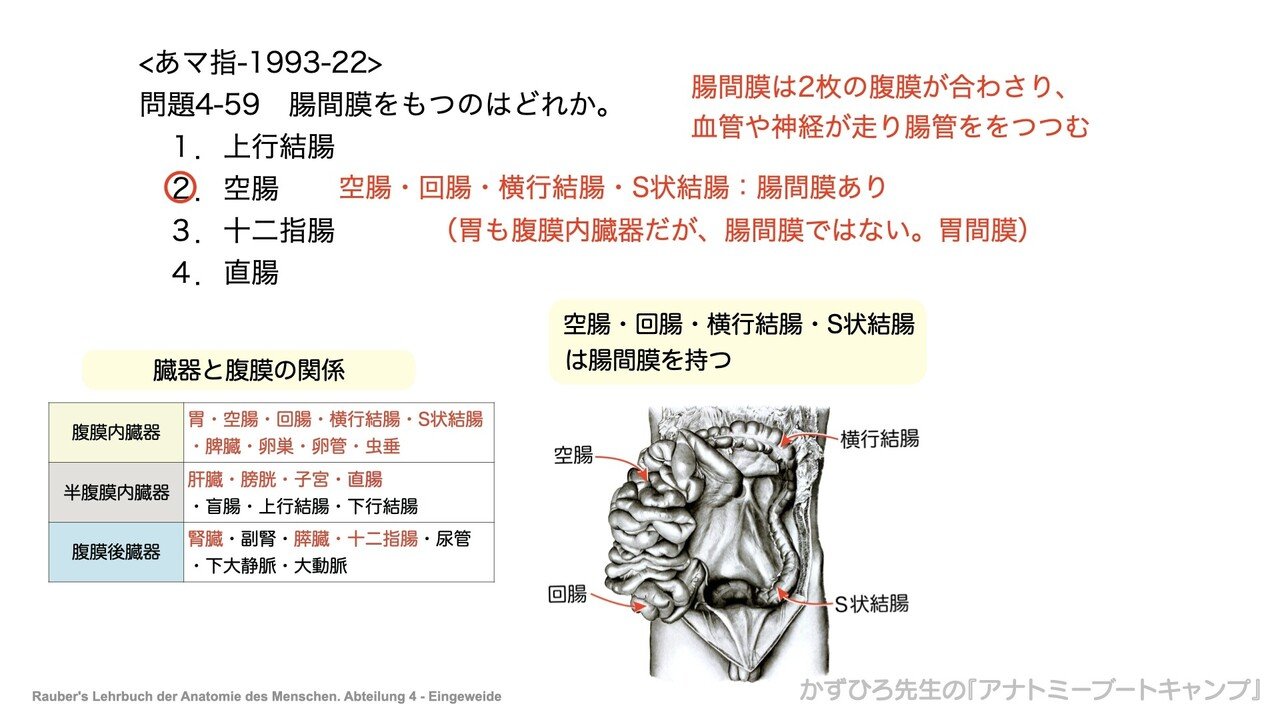 今日のプチ解剖 腸間膜をもつのは 黒澤一弘 Note