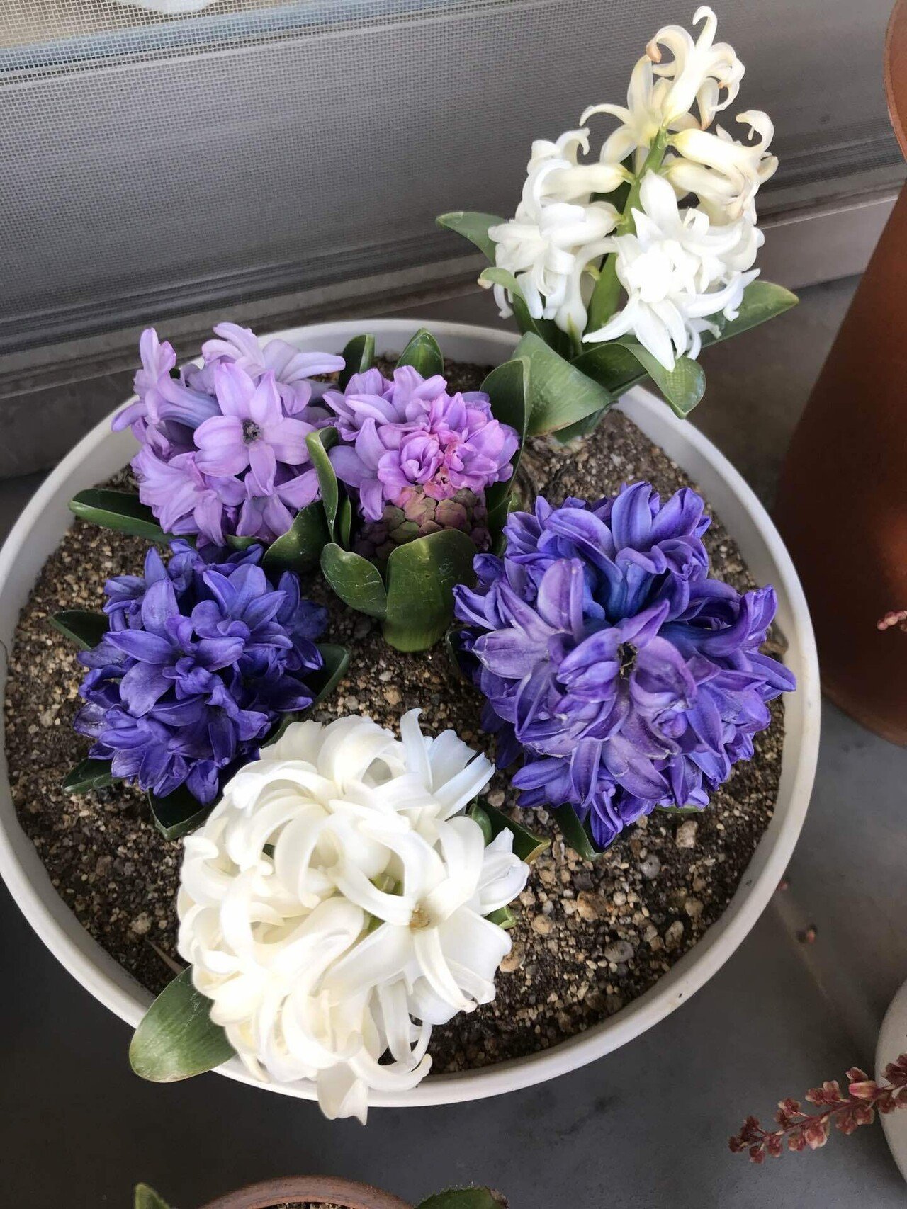 初恋の人を思い出しました メガネうさぎ Note