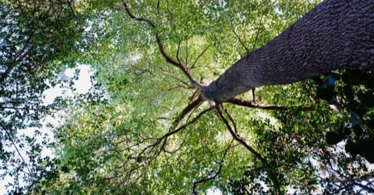 木を森もみせる すいの Happyjoy Note