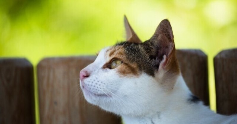 霊とは、確率を操り偶然を生むチカラ