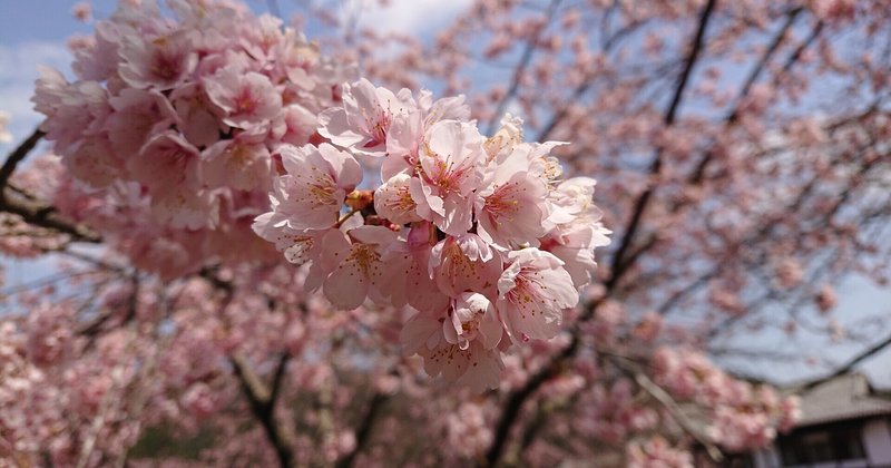 春になると聴きたくなる歌 の新着タグ記事一覧 Note つくる つながる とどける