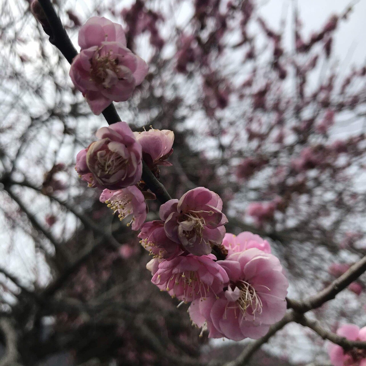 梅は咲いたか 桜はまだかいな Murakovtsky Note 梅は咲いたか 桜はまだかいな Murakovtsky Note