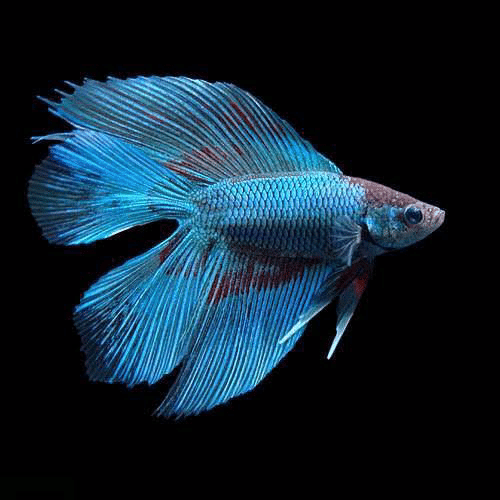 熱帯魚飼育図鑑 2 ベタ Nature Path Note 熱帯魚飼育図鑑 2 ベタ Nature Path Note