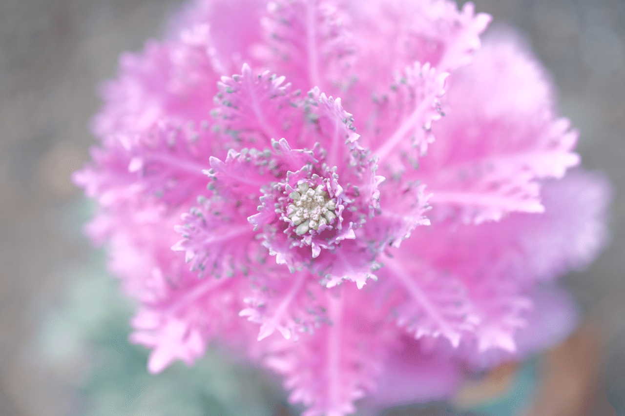 私の花の世界 スナップ編 Kioku To Kiroku Note 私の花の世界 スナップ編 Kioku To Kiroku Note