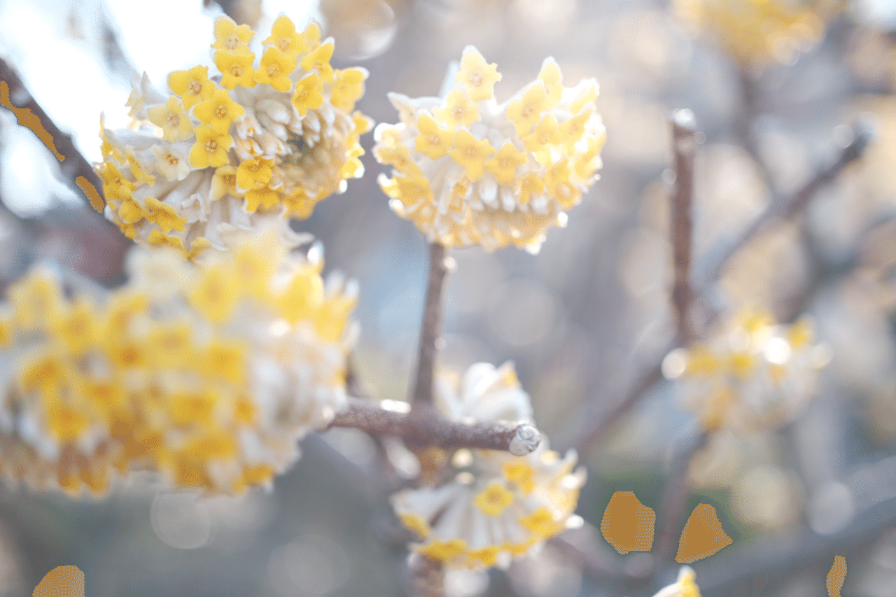 私の花の世界 スナップ編 Kioku To Kiroku Note 私の花の世界 スナップ編 Kioku To Kiroku Note