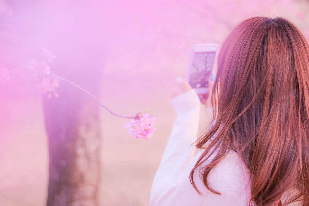 桜をスマホで撮る女の子