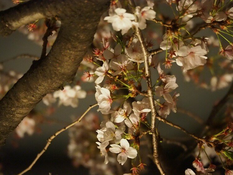 東京の花見と言えば外せない名所。夜桜を楽しんで欲しい大人の花見
#目黒川の桜祭り
#まつりとりっぷ
#3月
#東京都
https://j-matsuri.com/