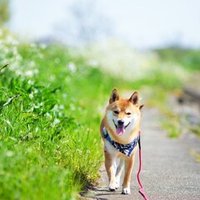 犬がウンチを食べる 防止方法にヨーグルトは良いの Mituhashi Note 犬がウンチを食べる 防止方法にヨーグルトは良いの Mituhashi Note
