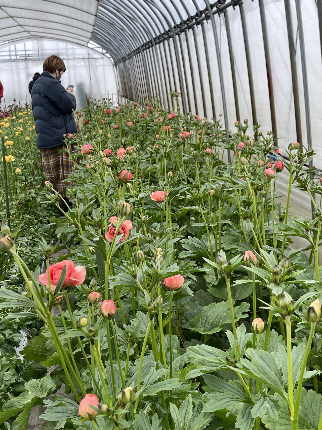 秋田が誇るJAこまちのラナンキュラス｜greenpiece