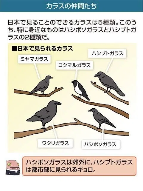 第1490回 カラスといえば|翆野 大地