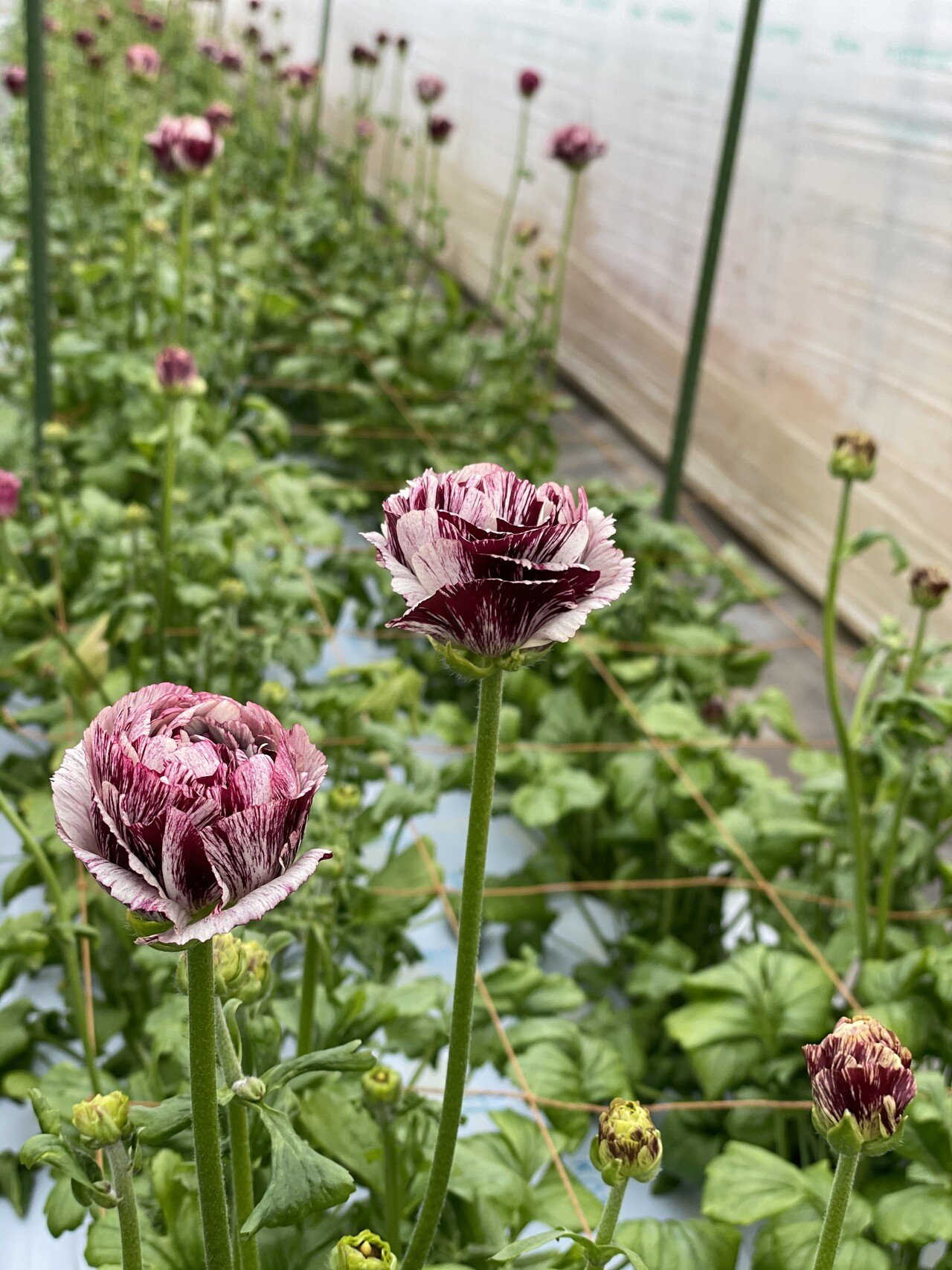 秋田が誇るJAこまちのラナンキュラス｜greenpiece