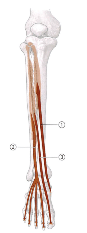 下腿 足部前面の筋の解剖学 崎山 真沙希 At解説塾 Note