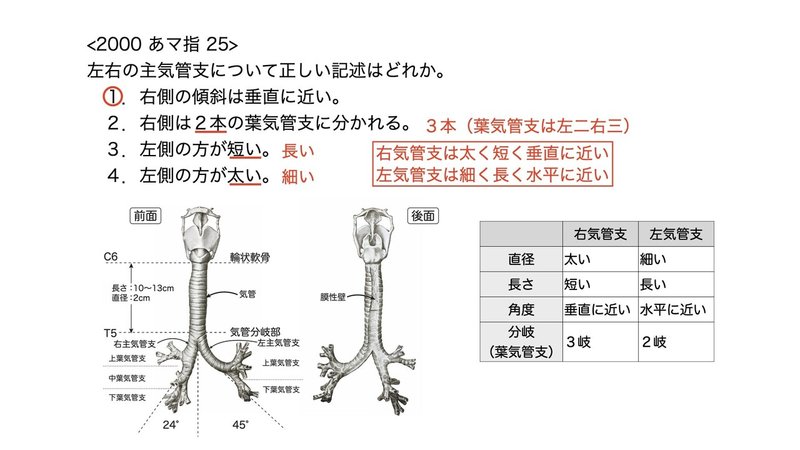 【徹底的国試対策】3-3 呼吸器系 - 気管・気管支.062