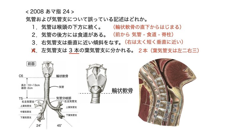 【徹底的国試対策】3-3 呼吸器系 - 気管・気管支.063