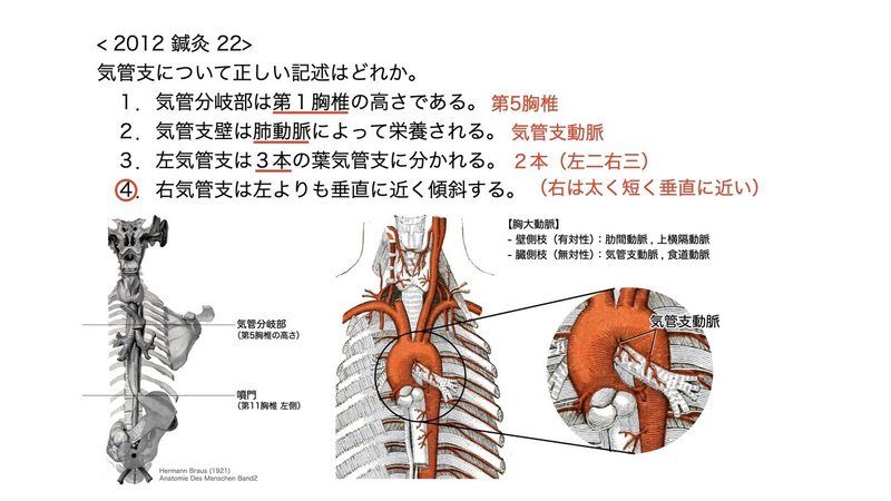 【徹底的国試対策】3-3 呼吸器系 - 気管・気管支.071